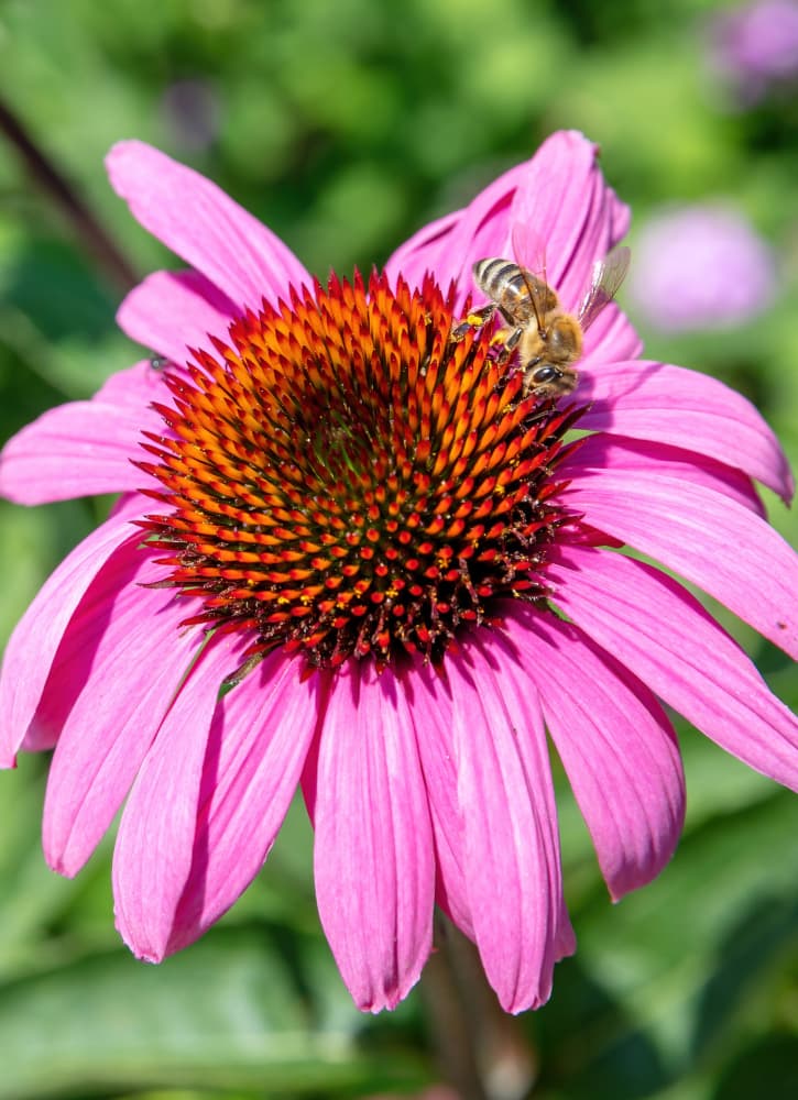 bee on echinacea flower