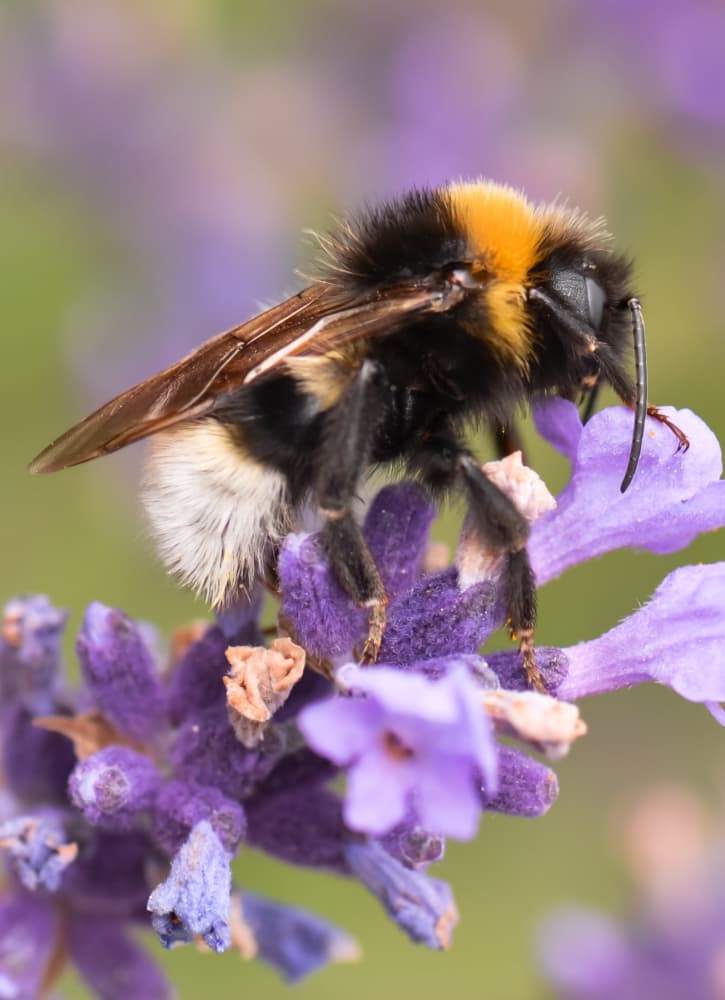 bee on lavender flower